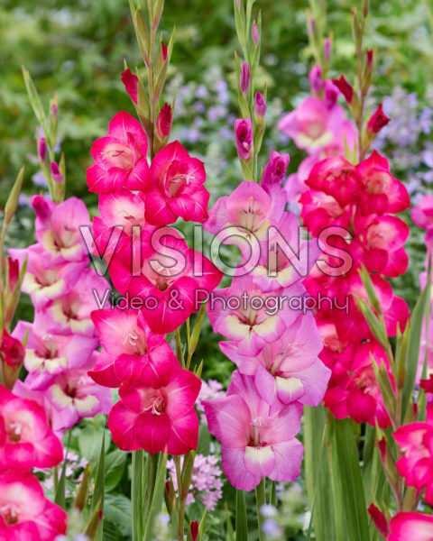 Gladiolus Early Charm,  Pink Visions