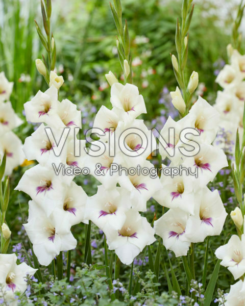 Gladiolus 0358506 Gladiolus 0358506