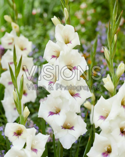 Gladiolus 0358506 Gladiolus 0358506