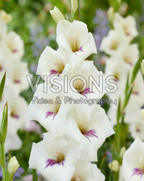 Gladiolus 0358506 Gladiolus 0358506