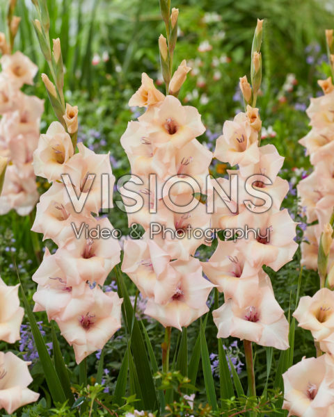 Gladiolus 037110 Gladiolus 037110
