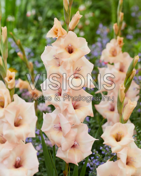 Gladiolus Serano
