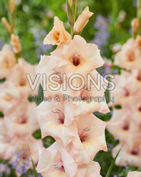 Gladiolus 037110 Gladiolus 037110