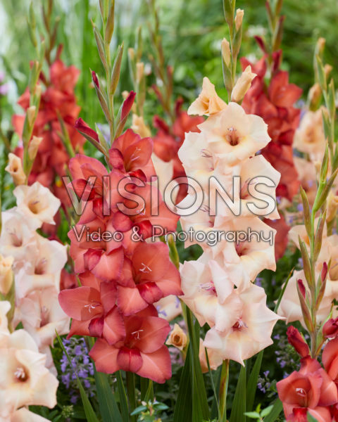 Gladiolus 0367908, 037110 Gladiolus 0367908, 037110