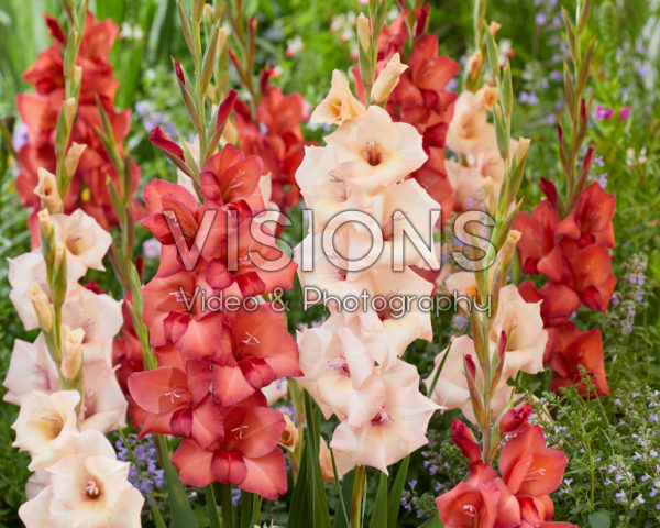 Gladiolus 0367908, 37110 Gladiolus 0367908, 37110