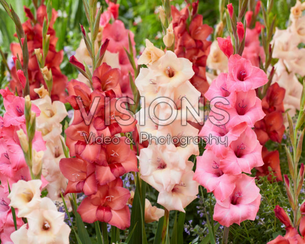 Gladiolus mixed Gladiolus mixed