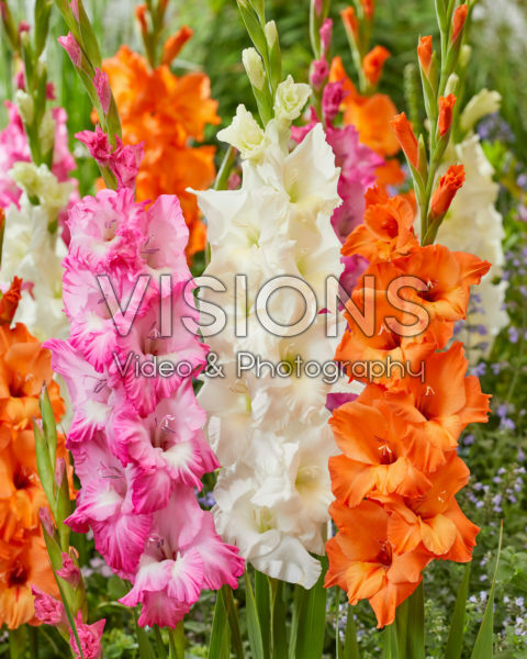 Gladiolus gemengd