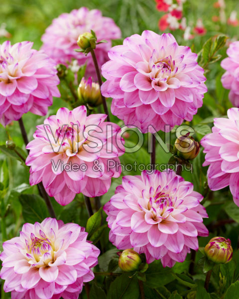 Decoratieve dahila tweekleurig Decoratieve dahila tweekleurig
