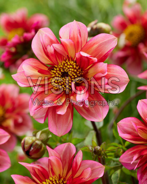 Dahlia Sarah Raven