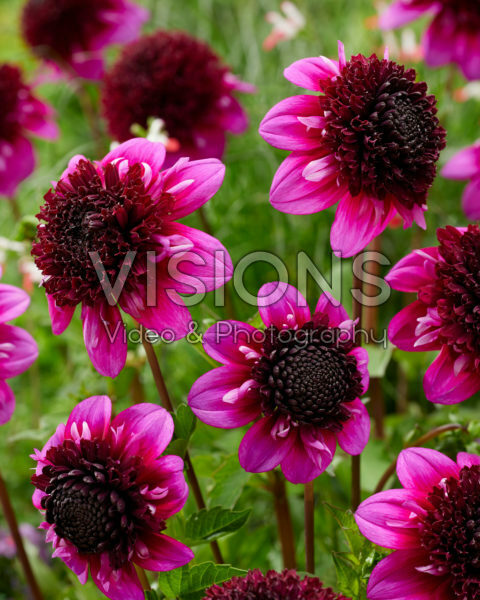 Dahlia PK 72 Dahlia PK 72