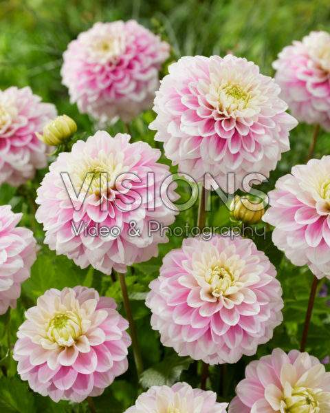 Decoratieve dahila tweekleurig Decoratieve dahila tweekleurig