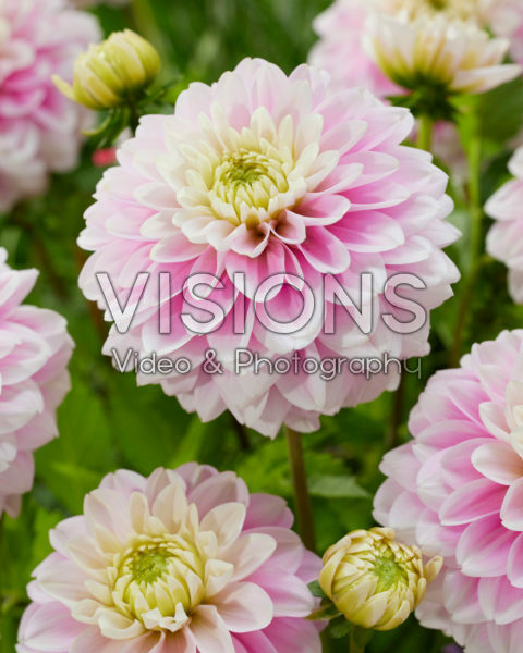 Decorative dahlia bicolour Decorative dahlia bicolour