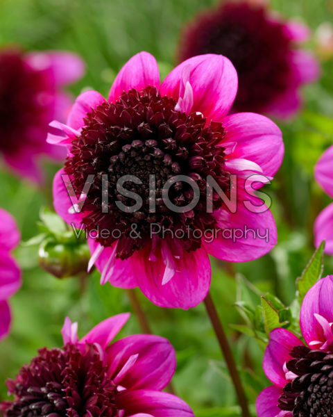 Dahlia Missis Amy Dahlia Missis Amy