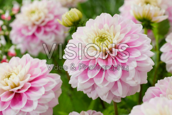 Decoratieve dahila tweekleurig Decoratieve dahila tweekleurig