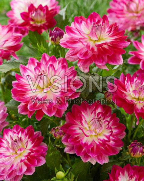Dahlia bicolour Dahlia bicolour