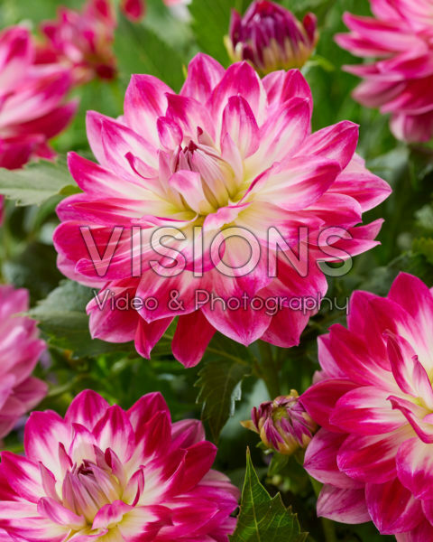 Dahlia tweekleurig Dahlia tweekleurig