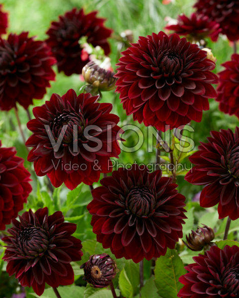 Dahlia burgundy Dahlia burgundy