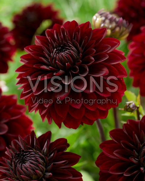 Dahlia bordeaux Dahlia bordeaux
