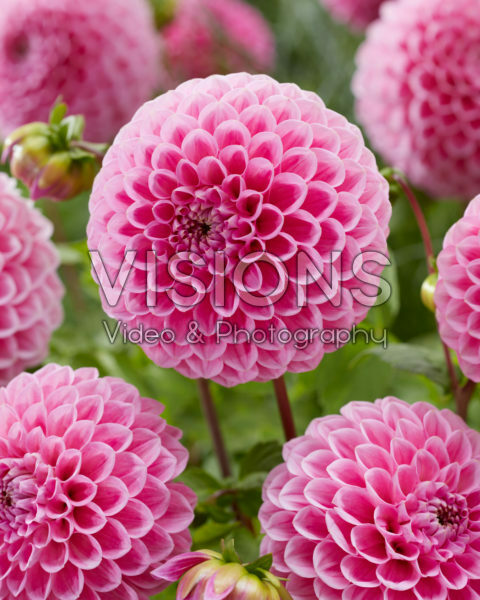 Dahlia Sweet Fabienne Dahlia Sweet Fabienne
