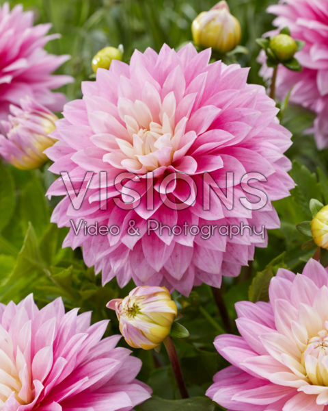 Dahlia roze Dahlia roze