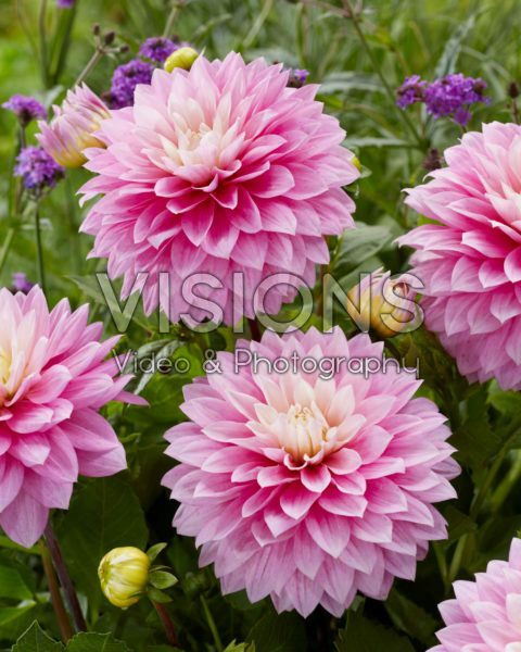 Dahlia roze Dahlia roze