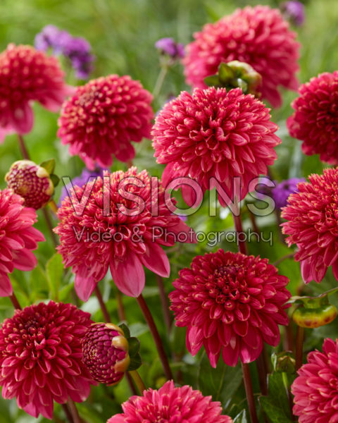 Dahlia PK 45 Dahlia PK 45