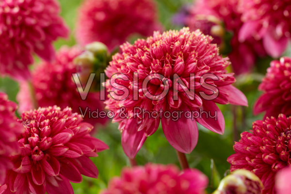 Dahlia Alyshia Dahlia Alyshia