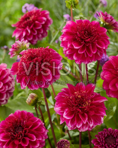 Dahlia Purple Bouquet Dahlia Purple Bouquet