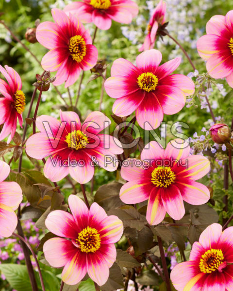 Dahlia Neon Flair Dahlia Neon Flair