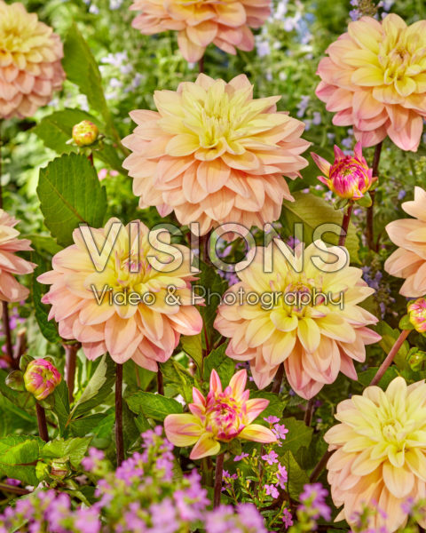 Dahlia CM 11/19