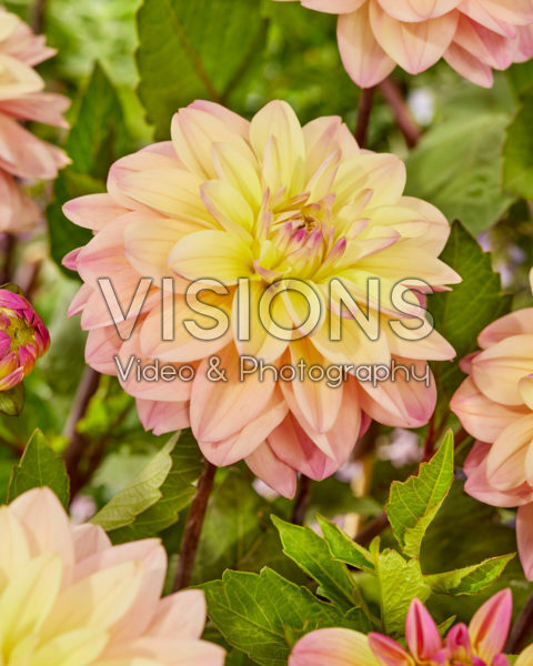 Dahlia CM 11/19 Dahlia CM 11/19