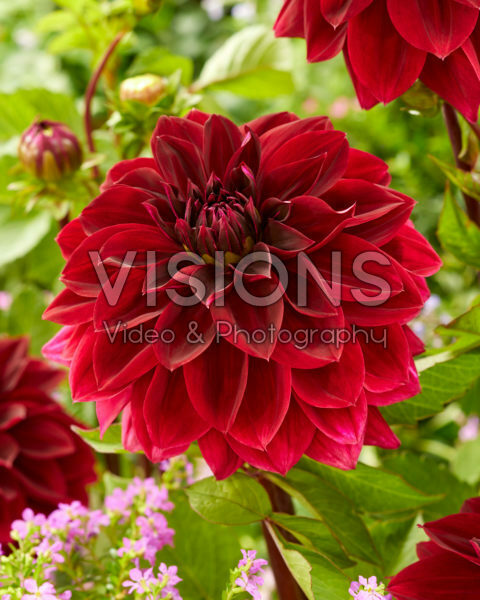 Dahlia rood Dahlia rood