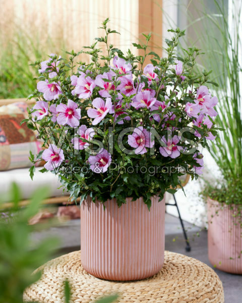 Hibiscus syriacus Little Legends Pink Hibiscus syriacus Little Legends Pink