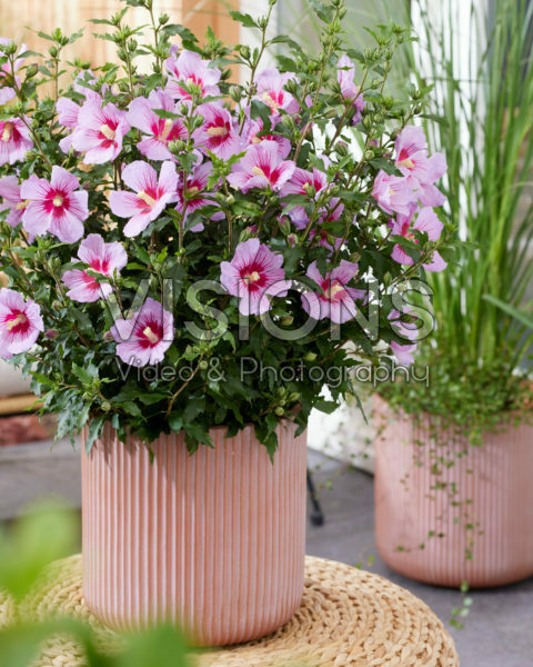 Hibiscus syriacus Little Legends Pink
