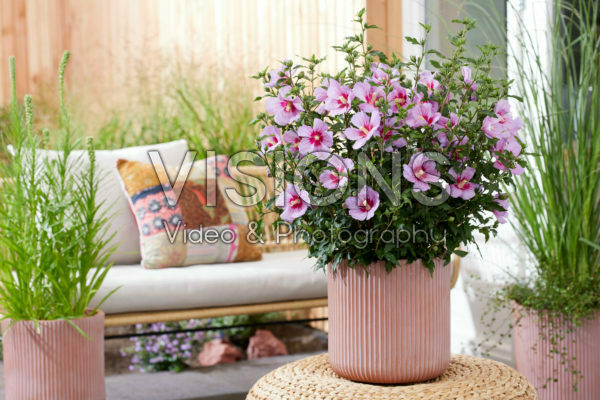 Hibiscus syriacus Little Legends Pink Hibiscus syriacus Little Legends Pink