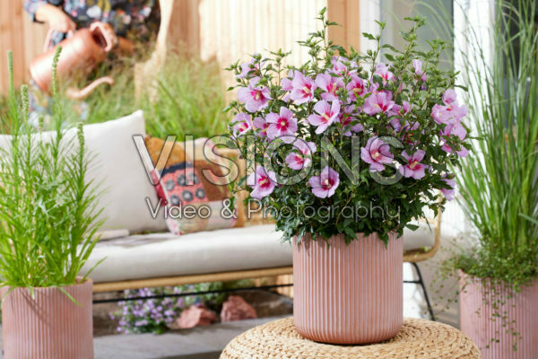 Hibiscus syriacus Little Legends Pink