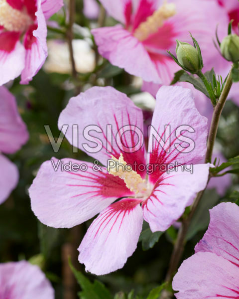Hibiscus syriacus Little Legends Pink
