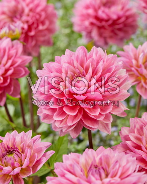 Decoratieve dahila roze Decoratieve dahila roze