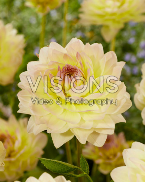 Dahlia VW 3- 2021- C Dahlia VW 3- 2021- C