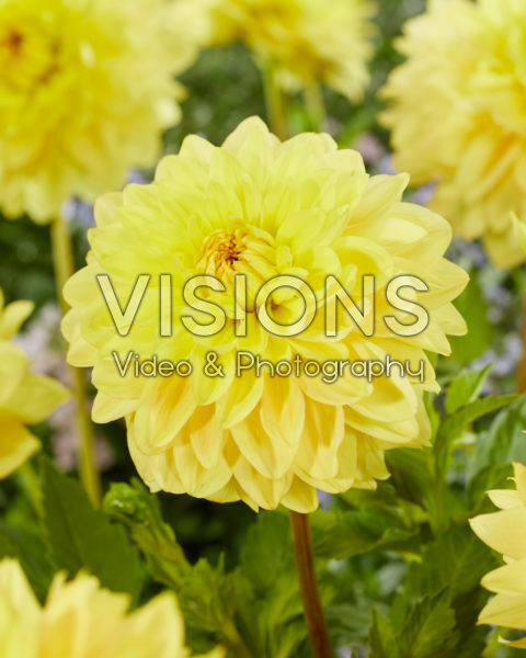 Decoratieve dahila geel Decoratieve dahila geel
