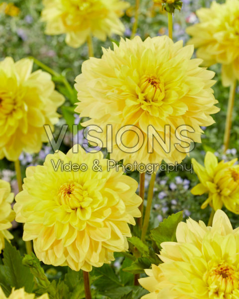 Decoratieve dahila geel Decoratieve dahila geel