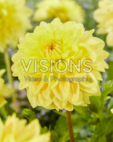 Decoratieve dahila geel Decoratieve dahila geel