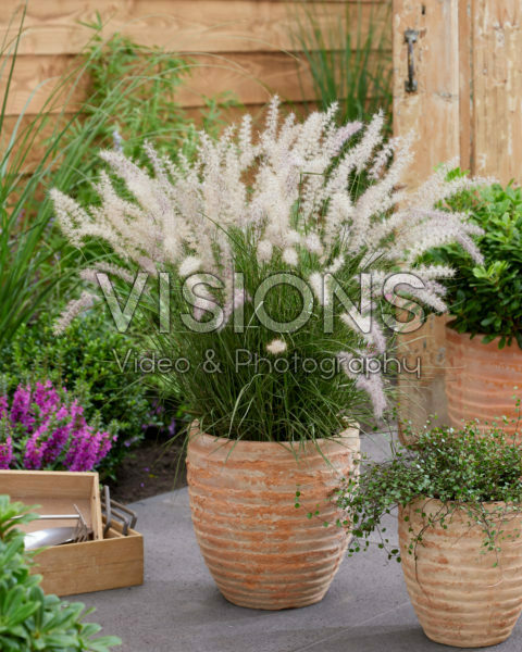 Pennisetum orientale JS® Dance With Me Pennisetum orientale JS® Dance With Me