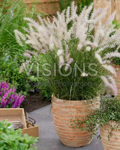 Pennisetum orientale JS® Dance With Me
