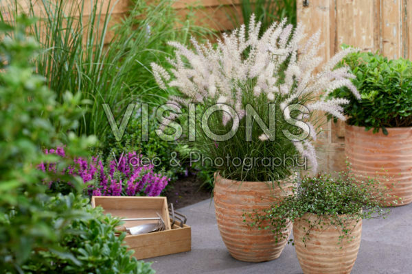 Pennisetum orientale JS® Dance With Me Pennisetum orientale JS® Dance With Me