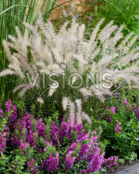 Pennisetum orientale JS® Dance With Me Pennisetum orientale JS® Dance With Me