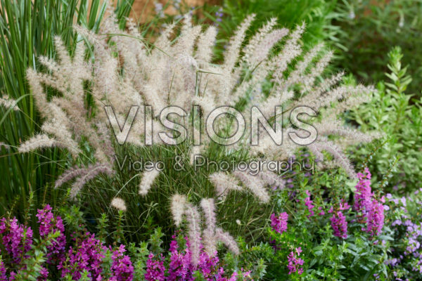 Pennisetum orientale JS® Dance With Me