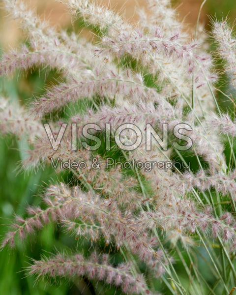 Pennisetum orientale JS® Dance With Me Pennisetum orientale JS® Dance With Me