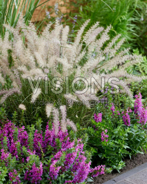 Pennisetum orientale JS® Dance With Me Pennisetum orientale JS® Dance With Me