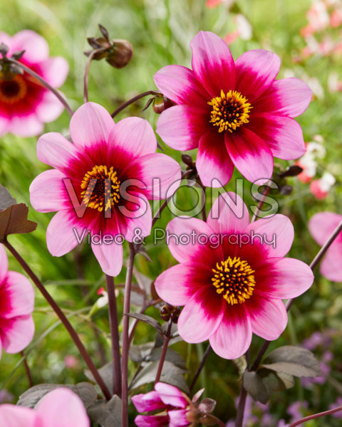 Dahlia Wishes and Dreams Dahlia Wishes and Dreams